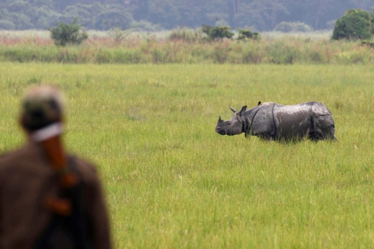 Kaziranga National Park Reopens For Tourists: A Safari Guide With Timings, Ranges And Rides