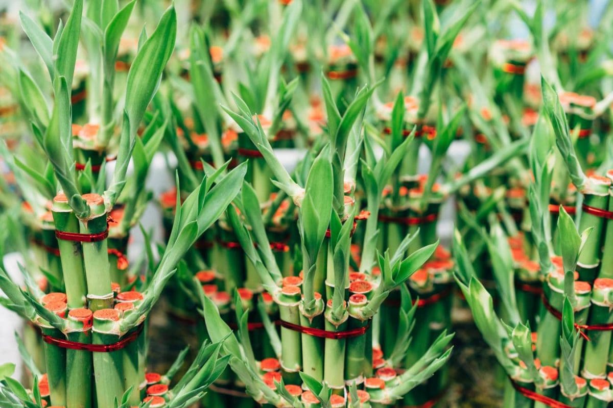 Want Wealth And Good Luck This Diwali? Bring Home These 5 Auspicious Plants