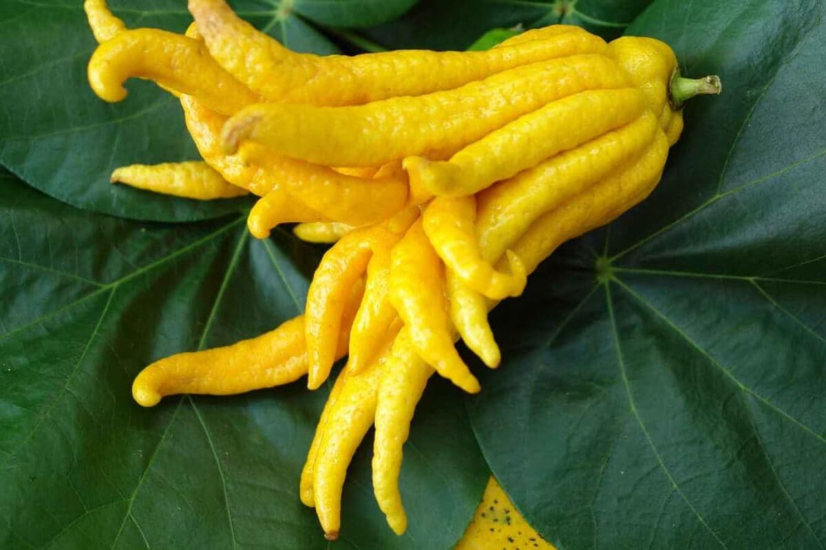 World Food Day: 8 Foods That Look Unreal But Actually Exist In Nature