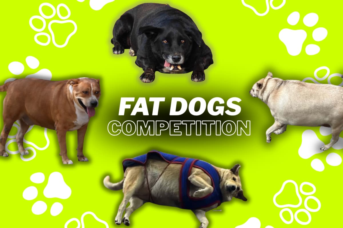 Why The Viral ‘Fat Dogs’ Competition Trend Could Be Bad News For Community Dogs