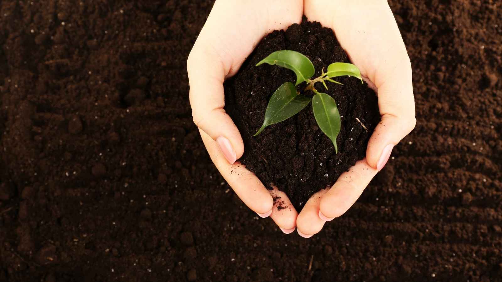 Your Rose Plant Isn't Blooming? Try THIS Kitchen Waste Trick Right Now!