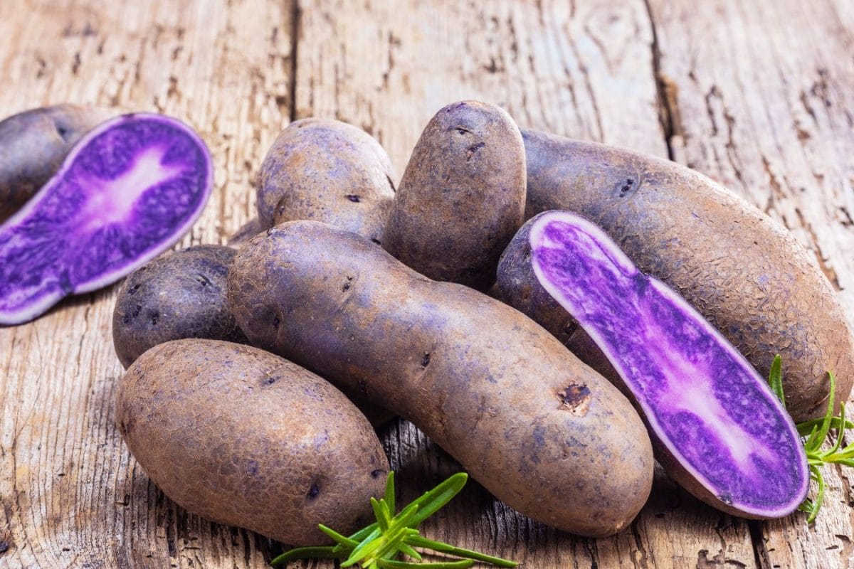 What’s India’s New Purple Potato? Could This Unusual Crop Help Fight Hidden Hunger?