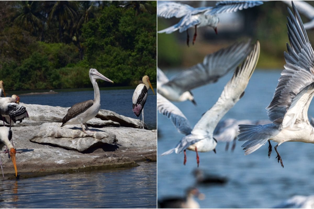 6 Places In India To Spot Migratory Birds This Winter