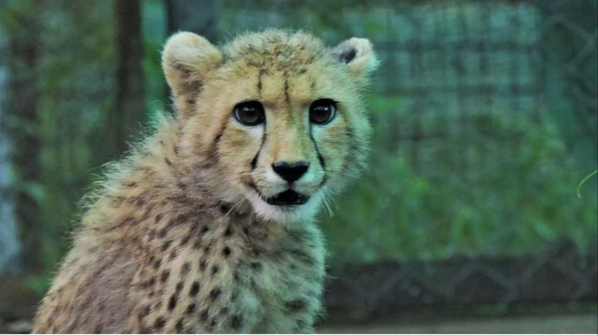 Madhya Pradesh: 19-Month-Old Cheetah Dies After Being Shot, Firearm Pellets Recovered From Body