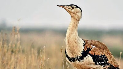 The Great Indian Bustard, scientifically known as Ardeotis nigriceps, once occupied large areas of India’s dry grasslands.
