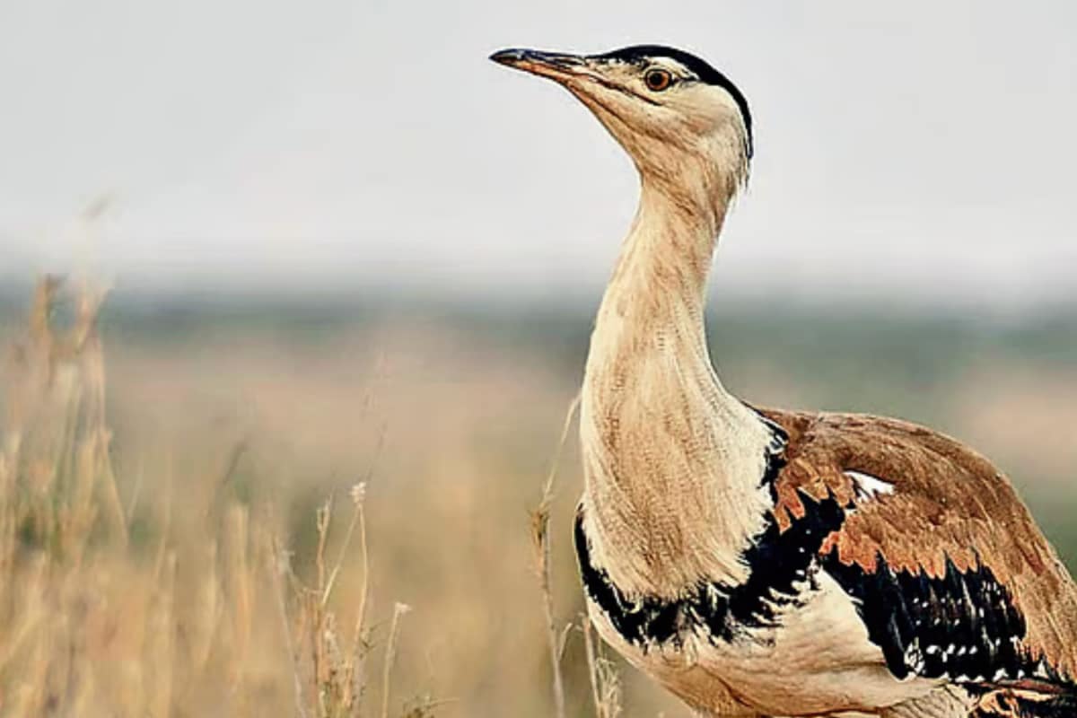 Nearly Wiped Out In India, Great Indian Bustard Gets A New Lease Of Life As 2 Released Into Wild