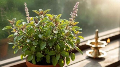 5 Plants Believed to Bring Goddess Durga’s Blessings (Image: AI generated/ News18)