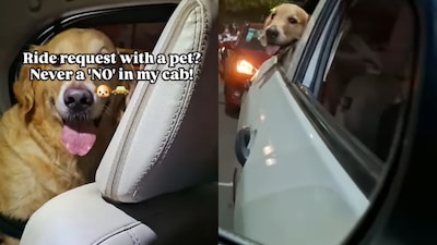 He said a little fur can be cleaned but he did not want to upset anyone (Image: Instagram/@sabil___akhter)