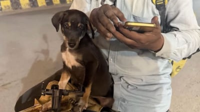 They have kept it in their warehouse and routinely take the puppy out for deliveries (Image: LinkedIn/@Roshan Mhatre)