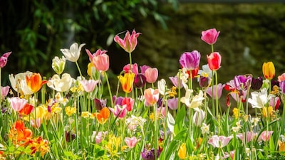 Winter Gardening: Plant These 7 Flowers In October For A Colourful Garden