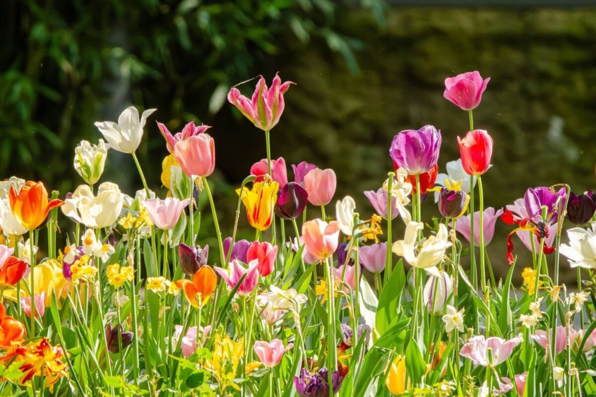 Winter Gardening: Plant These 7 Flowers In October For A Colourful Garden