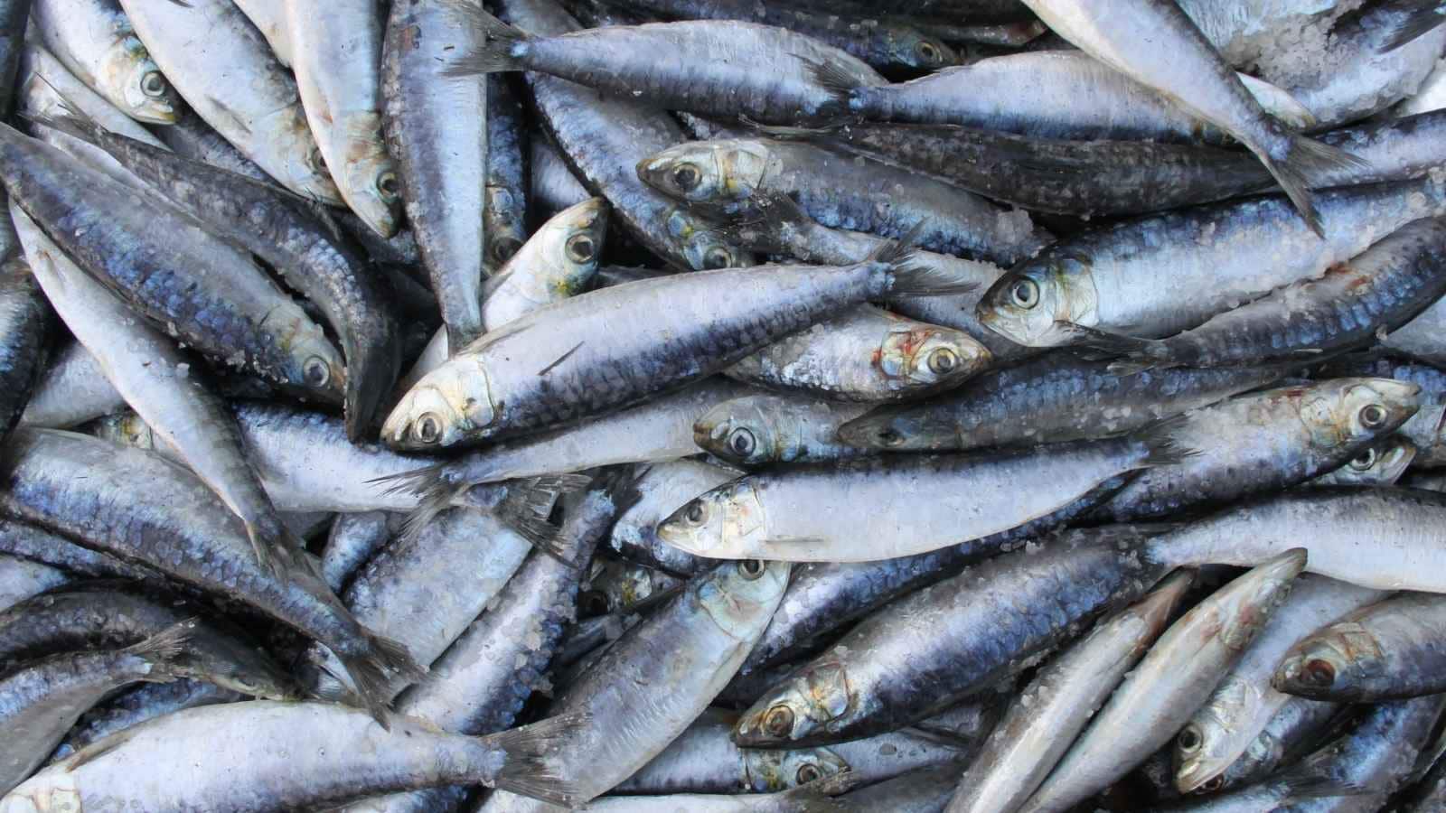 Eating Fish Regularly? Here’s How It Can Benefit Your Heart, Bones And More