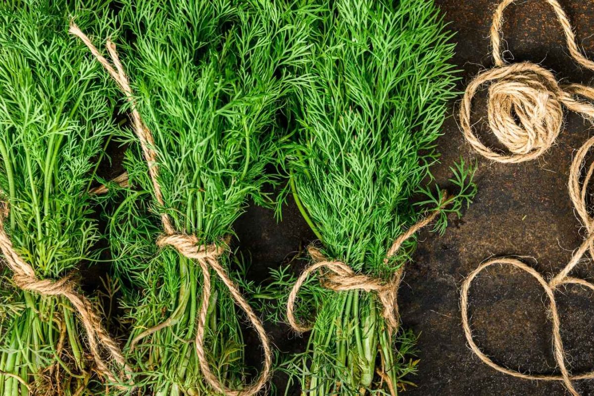 Not Just Spinach And Mustard Greens! Try This Nutritious Winter Saag