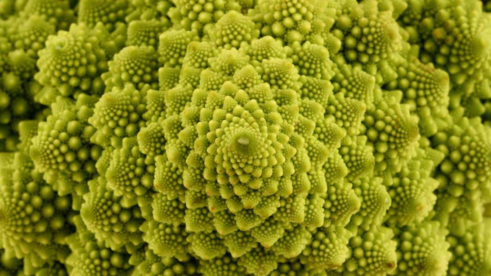 Unique Broccoli World Food Day: 8 Foods That Look Unreal But Actually Exist In Nature