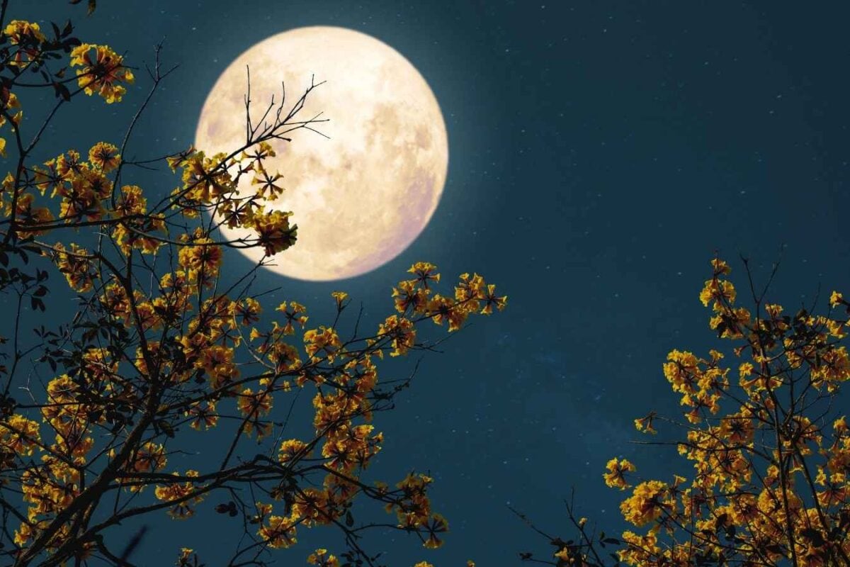 Sharad Purnima 2026: What To Donate To Seek Maa Lakshmi’s Blessings