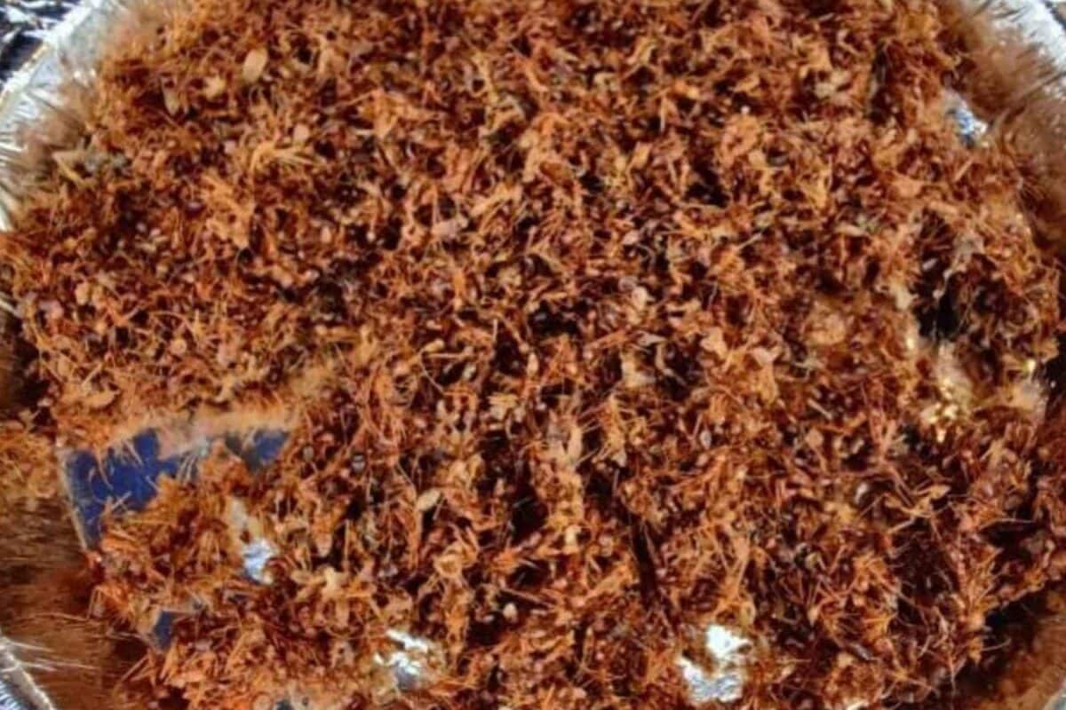 Odisha’s Red Ant Chutney: How Tribal Communities Make This Tangy Delicacy