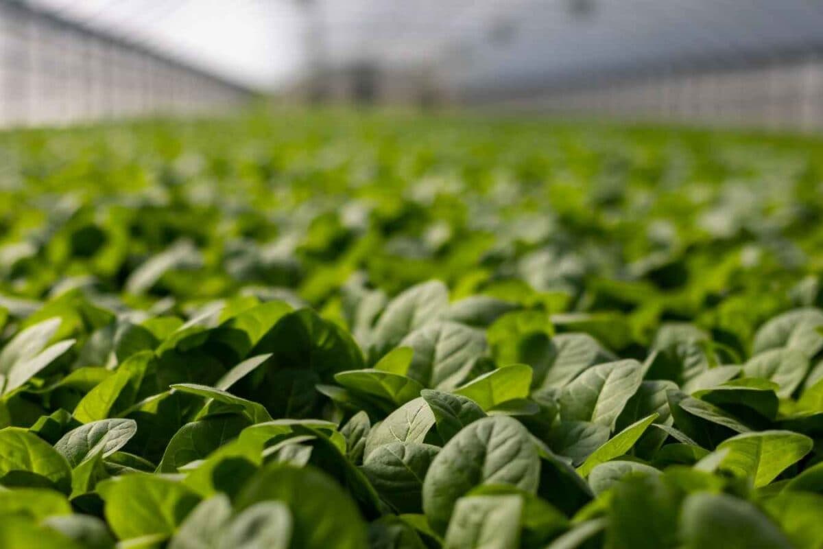 October Is Ideal For Growing Palak: 6 Simple Gardening Tips To Follow