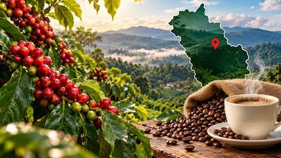 For many people, the day does not truly begin until they have had their first cup of hot coffee. But have you ever wondered where much of the coffee consumed across India actually comes from? The answer lies in Kodagu district of Karnataka, widely known as Coorg. (Image-AI)