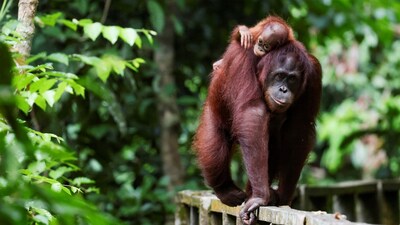 A male orangutan rescued in Maharashtra was safely transported to its native habitat in Indonesia (Image for representation/credit: Reuters)