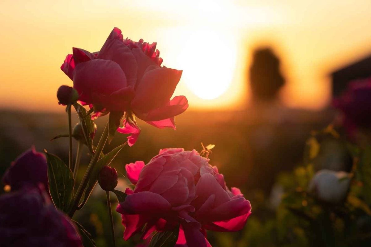 Your Rose Plant Isn't Blooming? Try THIS Kitchen Waste Trick Right Now!