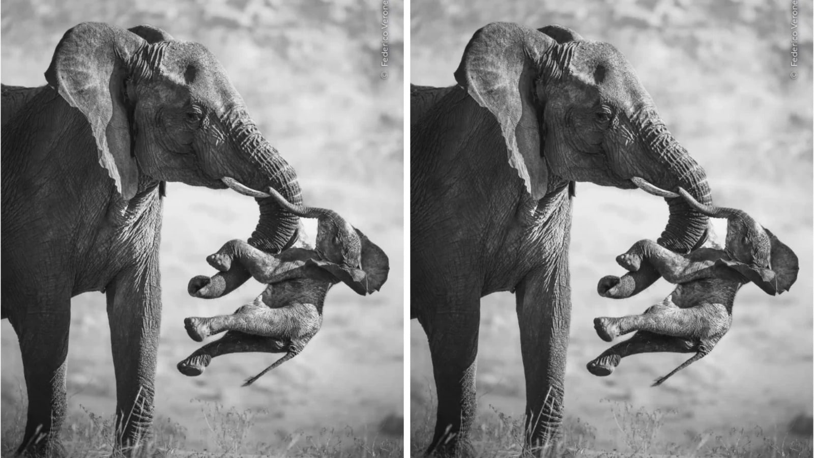 Federico Veronesi Wins the Top Award Italian wildlife photographer Federico Veronesi won Wildlife Photographer of the Year 2026 for his image titled “The Aftermath.” Taken in Namibia’s Huab River Valley, the black-and-white photo shows a female elephant carrying a dead calf. While tracking elephants, Federico Veronesi noticed an unusual set of drag marks in the sand of a dry riverbed. Following these marks helped him capture the rare moment. Reportedly, researchers later found that the elephant had lost her own calf years earlier and was picking up dead calves belonging to other females. (Photo Federico Veronesi via The Natural History Museum)
Federico Veronesi Wins the Top Award Italian wildlife photographer Federico Veronesi won Wildlife Photographer of the Year 2026 for his image titled “The Aftermath.” Taken in Namibia’s Huab River Valley, the black-and-white photo shows a female elephant carrying a dead calf. While tracking elephants, Federico Veronesi noticed an unusual set of drag marks in the sand of a dry riverbed. Following these marks helped him capture the rare moment. Reportedly, researchers later found that the elephant had lost her own calf years earlier and was picking up dead calves belonging to other females. (Photo Federico Veronesi via The Natural History Museum)