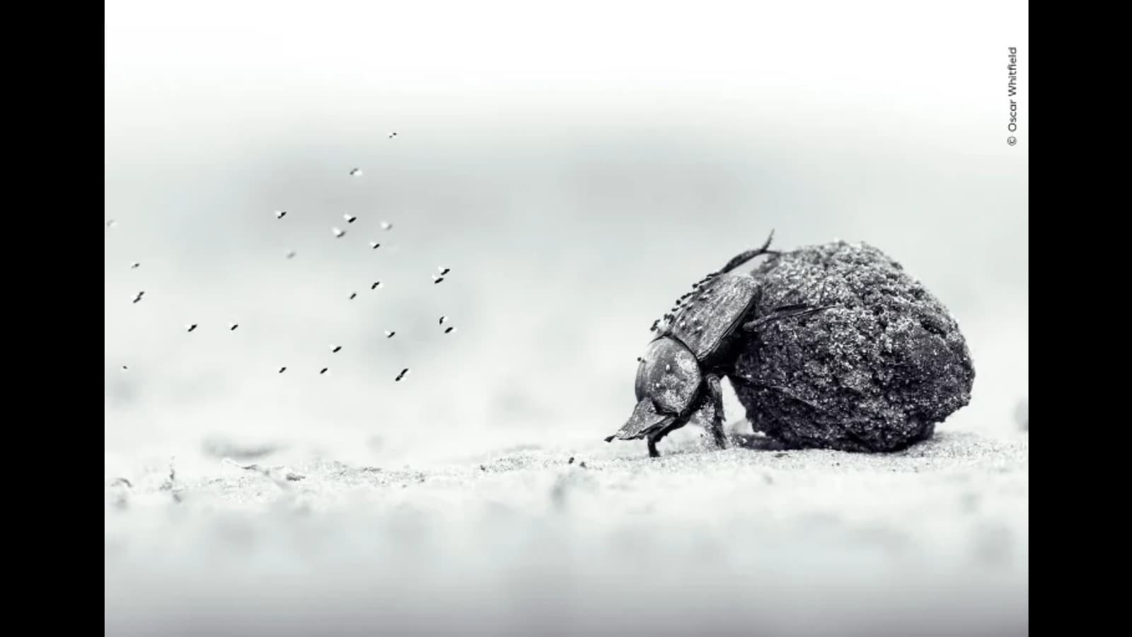 Oscar Whitfield’s Hardworking Dung Beetle British photographer Oscar Whitfield won Young Wildlife Photographer of the Year 2026 with his image “Labour of Love.” The photograph shows a dung beetle pushing its load across dusty ground under the hot sun in Zimbabwe’s Zambezi National Park. Taken at the beetle’s eye level, the image highlights the tiny insect’s effort as it moves its precious cargo. Oscar Whitfield lives in Zimbabwe and won the competition’s 11–14 age category. He said he was grateful for the award and never expected his wildlife photography to receive such recognition. (Photo Credit: Oscar Whitfield via The Natural History Museum)
Oscar Whitfield’s Hardworking Dung Beetle British photographer Oscar Whitfield won Young Wildlife Photographer of the Year 2026 with his image “Labour of Love.” The photograph shows a dung beetle pushing its load across dusty ground under the hot sun in Zimbabwe’s Zambezi National Park. Taken at the beetle’s eye level, the image highlights the tiny insect’s effort as it moves its precious cargo. Oscar Whitfield lives in Zimbabwe and won the competition’s 11–14 age category. He said he was grateful for the award and never expected his wildlife photography to receive such recognition. (Photo Credit: Oscar Whitfield via The Natural History Museum)