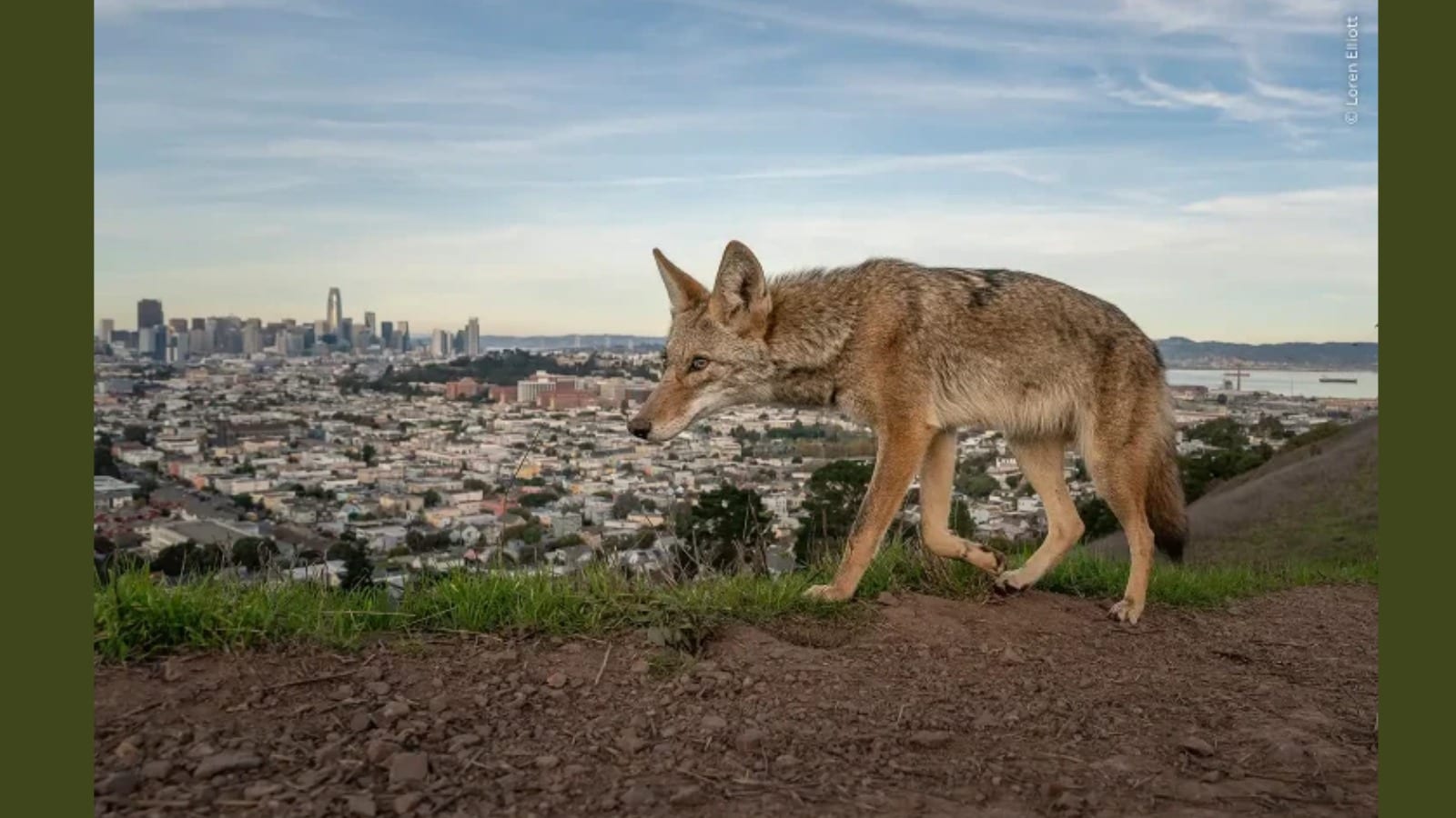 A Coyote Overlooks San Francisco American photojournalist Loren Elliott won the Photojournalist Story Award for “Wily Coyotes of San Francisco.” His photograph shows a coyote walking along a trail in Bernal Heights Park, with the Californian city of San Francisco in view. Loren Elliott had spotted the animal as part of a local pack that hunted rodents in the area. The image offers a glimpse of how wild animals live close to busy city life. It also shows how wildlife can find food and space in places where people live and work. (Photo Credit: Loren Elliott via The Natural History Museum)
A Coyote Overlooks San Francisco American photojournalist Loren Elliott won the Photojournalist Story Award for “Wily Coyotes of San Francisco.” His photograph shows a coyote walking along a trail in Bernal Heights Park, with the Californian city of San Francisco in view. Loren Elliott had spotted the animal as part of a local pack that hunted rodents in the area. The image offers a glimpse of how wild animals live close to busy city life. It also shows how wildlife can find food and space in places where people live and work. (Photo Credit: Loren Elliott via The Natural History Museum)
