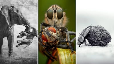 A Heartbreaking Elephant Image Makes History At The Wildlife Photographer Of The Year Awards | Photos (Credit: The Natural History Museum)