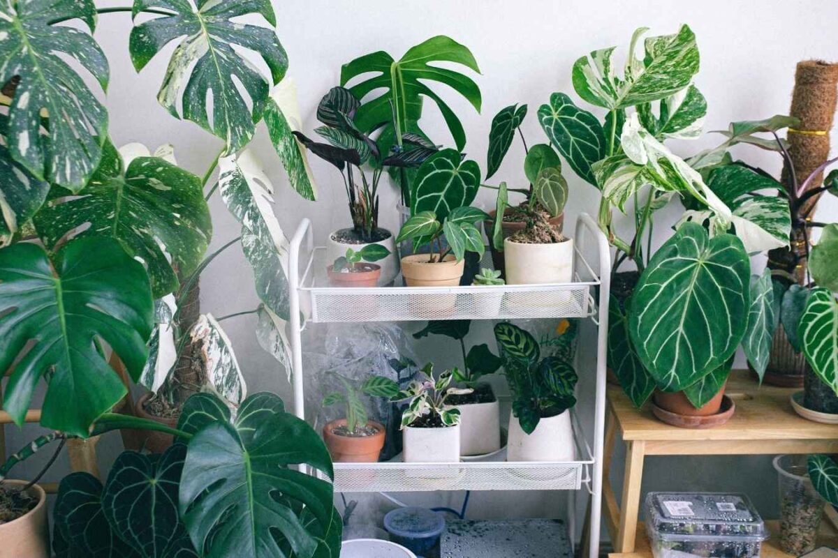 Worried About Winter Pollution? 5 Indoor Plants To Bring Home