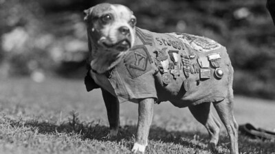 Meet Sergeant Stubby: The Stray Dog Who Became A World War I Hero