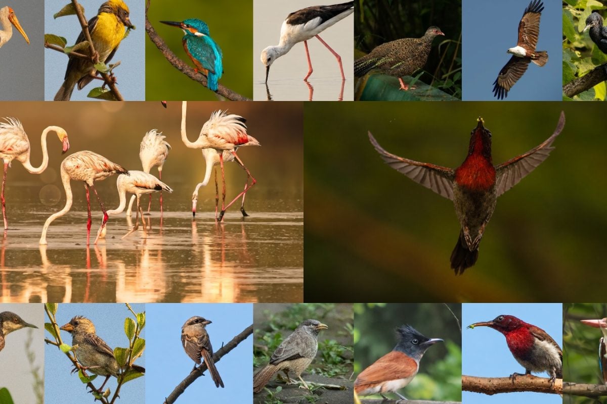 Beautiful Birds That Will Make You Look Twice