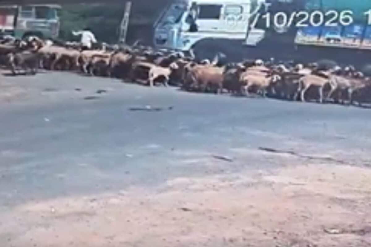 25 Sheep, Goats Killed After Speeding Truck Rams Into Flock On Gujarat Highway | Video