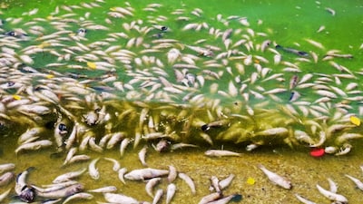 BMC is expected to ask priests to encourage devotees to avoid immersing polluting materials in the tank and instead use designated collection arrangements. (Representative Image)