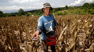 A farmer inspects dried crops in a field amid drought-like conditions, highlighting concerns over agricultural losses and the impact of El Niño on farming. (Photo; Reuters)