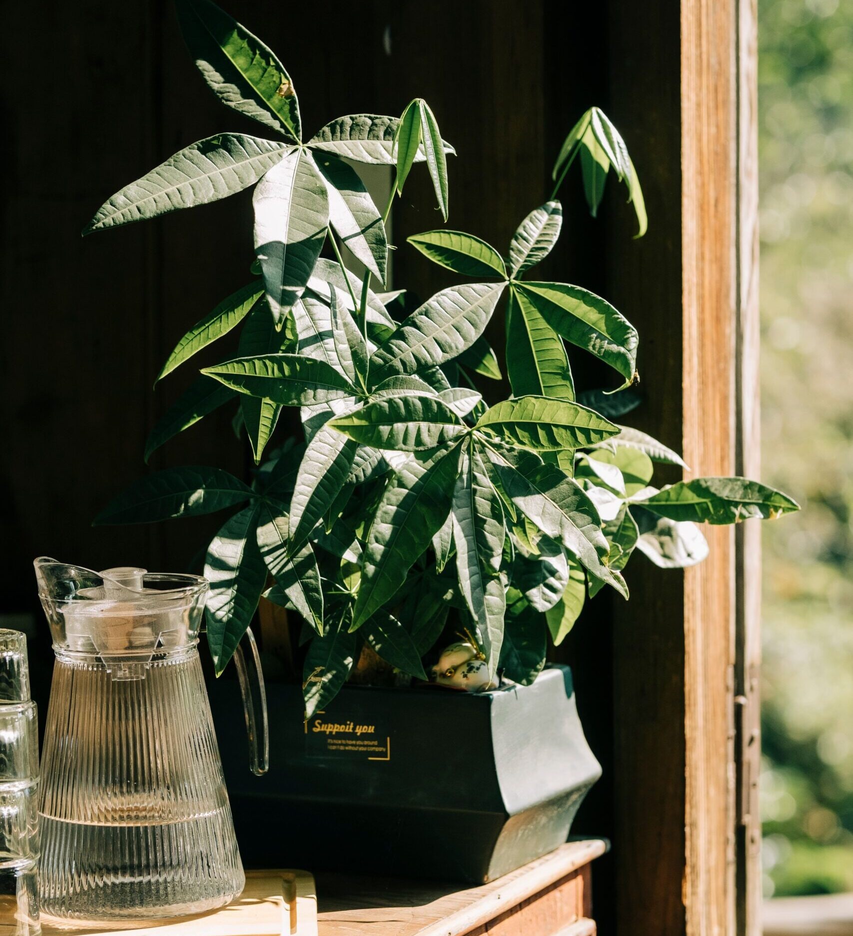 10 Indoor Plants For Good Luck And Positive Energy