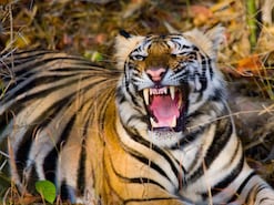 IRCTC and the Maharashtra Forest Department have launched Vandarshan wildlife tour packages from Mumbai. Starting November 19, the five-day itineraries combine train travel, hotel stays, and safaris across top sanctuaries like Tadoba and Pench. IRCTC and the Maharashtra Forest Department have launched Vandarshan wildlife tour packages from Mumbai. Starting November 19, the five-day itineraries combine train travel, hotel stays, and safaris across top sanctuaries like Tadoba and Pench.