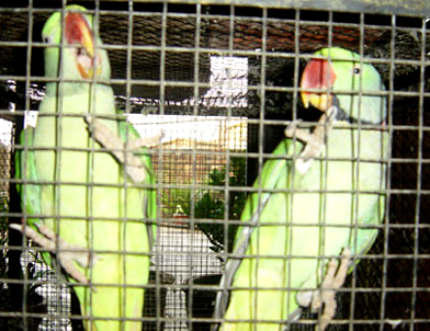 'पोपट पाळला तर 25 हजार रूपये दंड भरा'