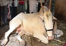 माऊलींच्या पालखीचे बैल जखमी