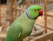 पोपट पाळणार्‍यांचा 'पोपट'  