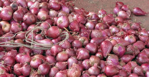 धुळ्यात कांदा 50 पैसे किलो