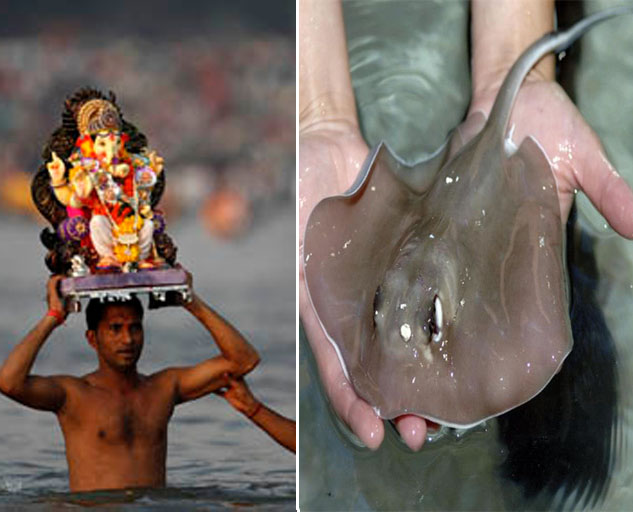 गणेश भक्तांनो सावधान..स्टिंग रे आले रे !