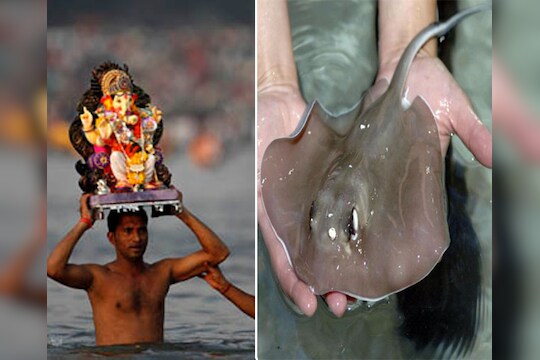 गणेश भक्तांनो सावधान..स्टिंग रे आले रे ! 