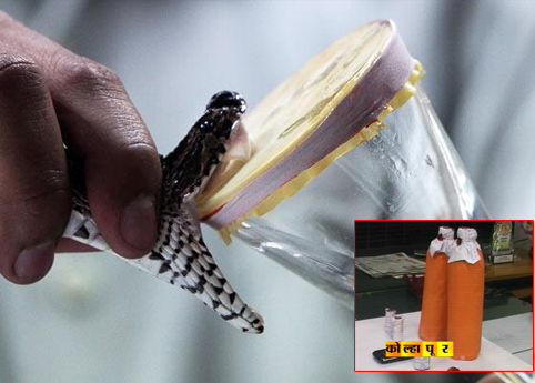 सापाच्या विषाची तस्करी, 2 कोटींचं विष जप्त