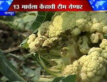 पिकांना फटका