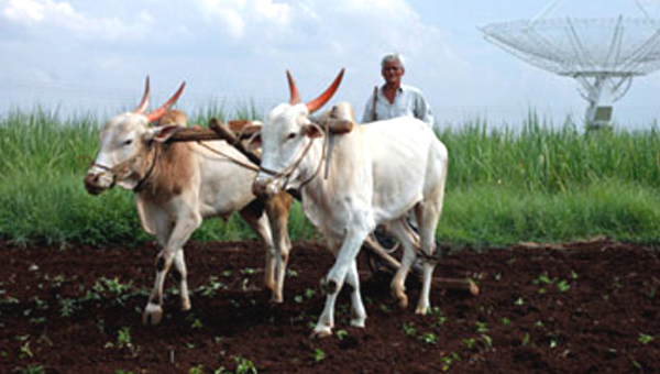 विदर्भात पावसाचा जोर वाढला