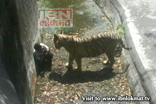 ...आणि वाघाने त्याला ठार मारले 