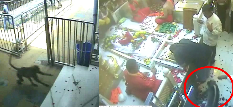 देवा तुझी दुनिया न्यारी, माणसं भांडताय मुकी जनावर भक्त झाली !