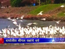 दापोलीत परदेशी पाहुण्यांची गर्दी 