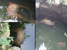 चंद्रपूरमध्ये पट्टेदार वाघाचा विहिरीत पडून मृत्यू   