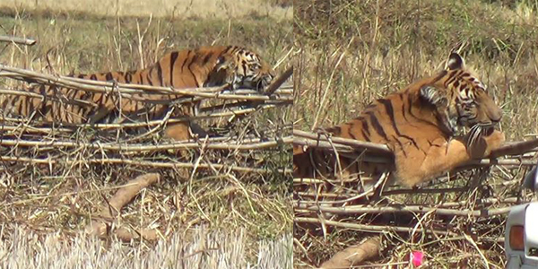 शिकारीच अडकला जाळ्यात